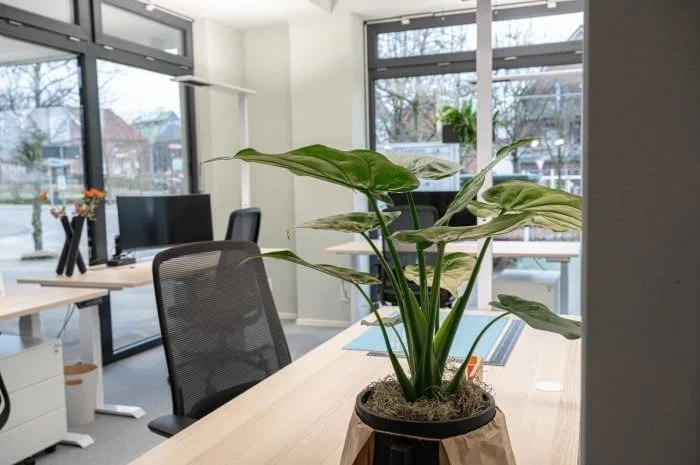Coworking Space Emsbüren, Open-plan office, Emsbüren