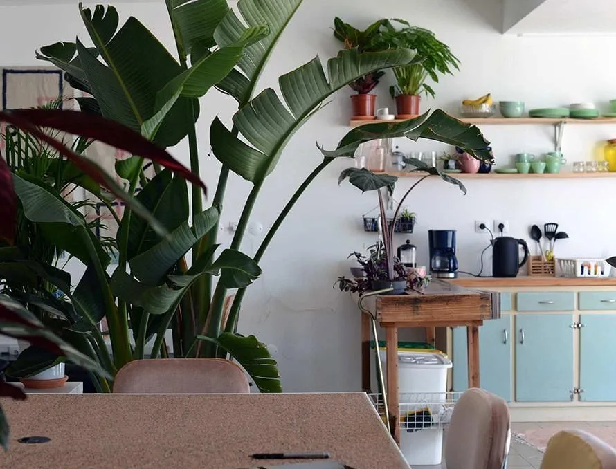 Kelp Coworking Space Ericeira, Cocina, Ericeira