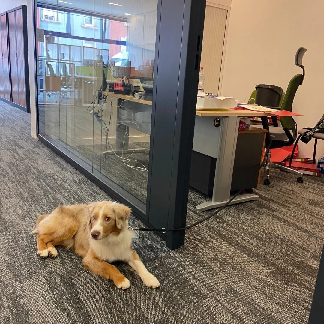 Lux Office, Privatbüro mit 1 Arbeitsplatz, Esch-sur-Alzette
