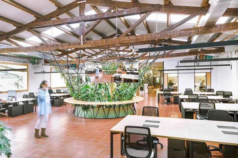 Manglar, Espacio diáfano, Barcelona
