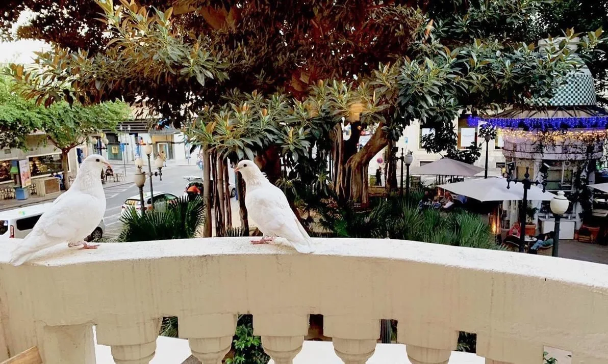 Portalseis, Terrace and outdoor space, Alicante
