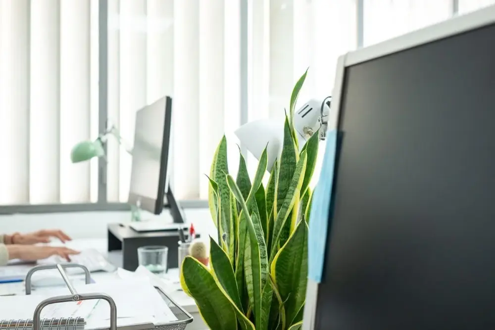 Nidus Coworking